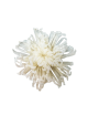 Chrysanthème Anastasia Stabilisé blanche