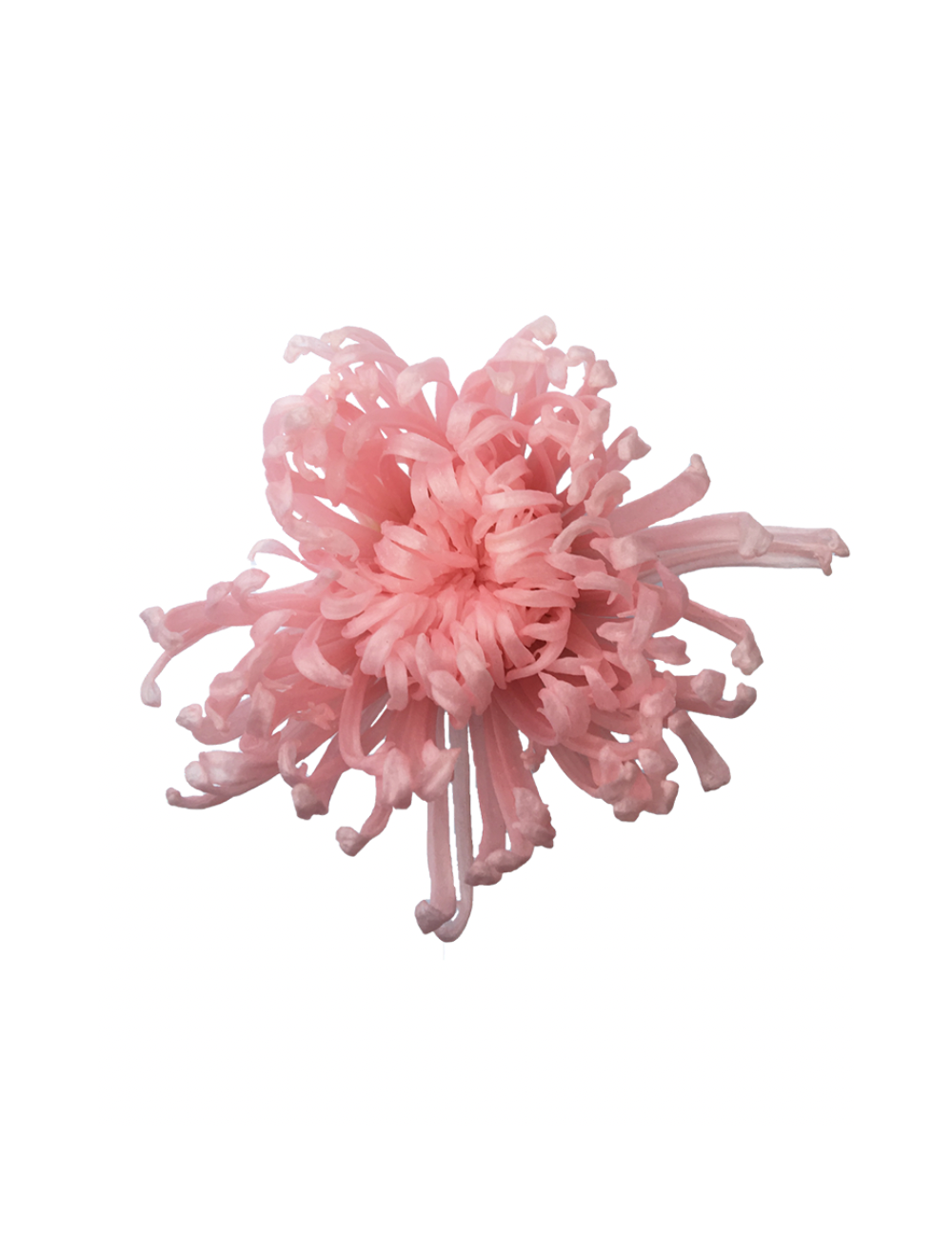 Chrysanthème Anastasia Stabilisé rose