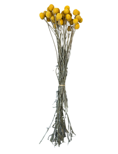 Craspedia stabilisée jaune