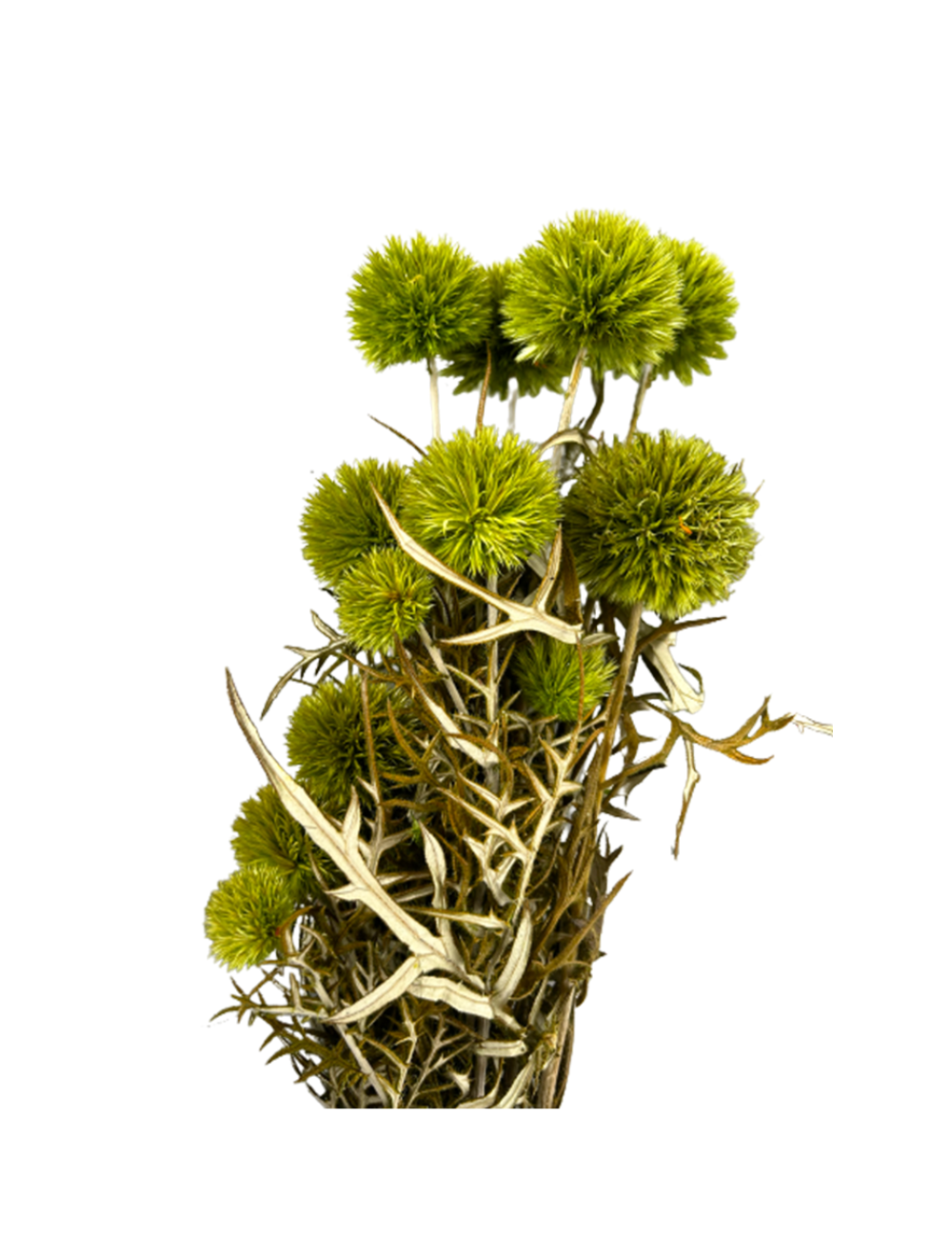 Echinops Stabilisé vert