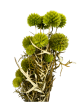 Echinops Stabilisé vert