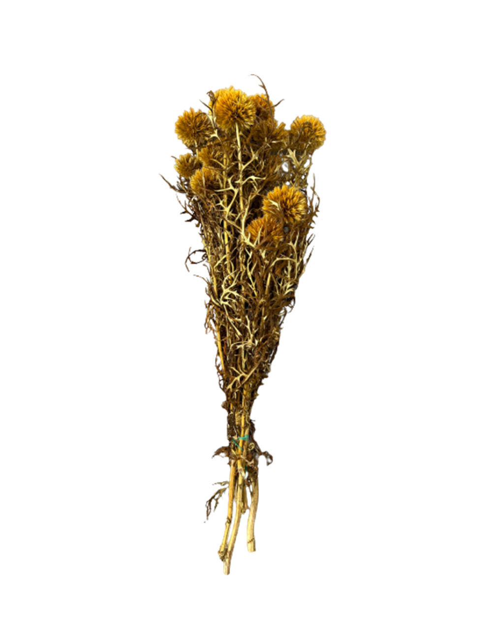 Echinops Stabilisé jaune