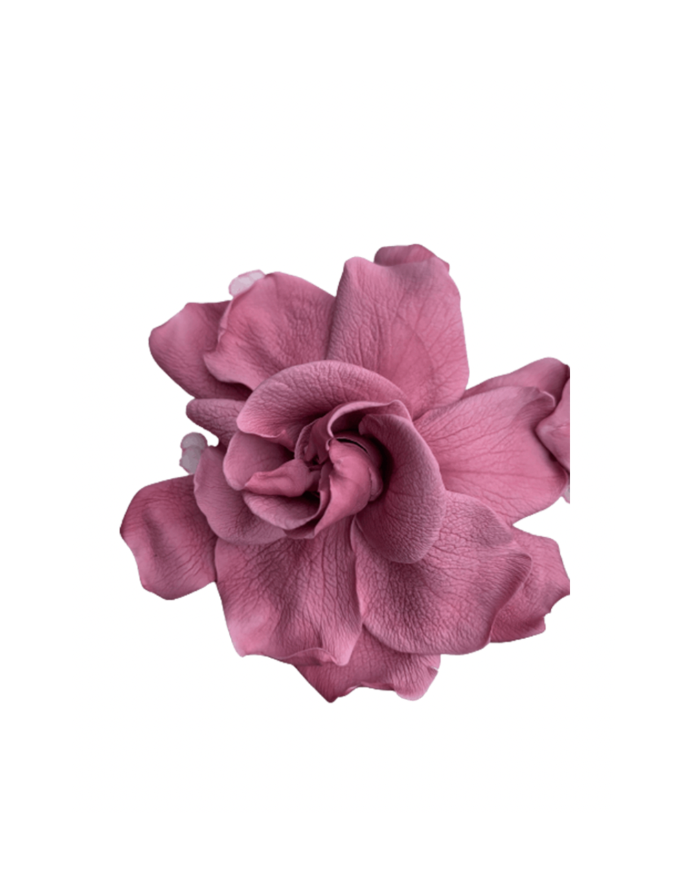 Gardenia stabilisé violet