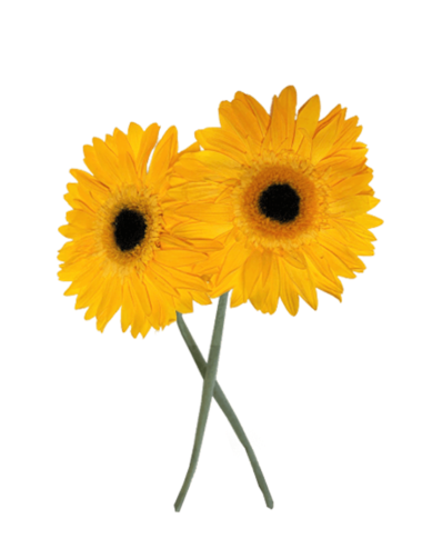Gerbera Stabilisé jaune