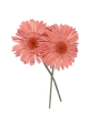 Gerbera Stabilisé rose