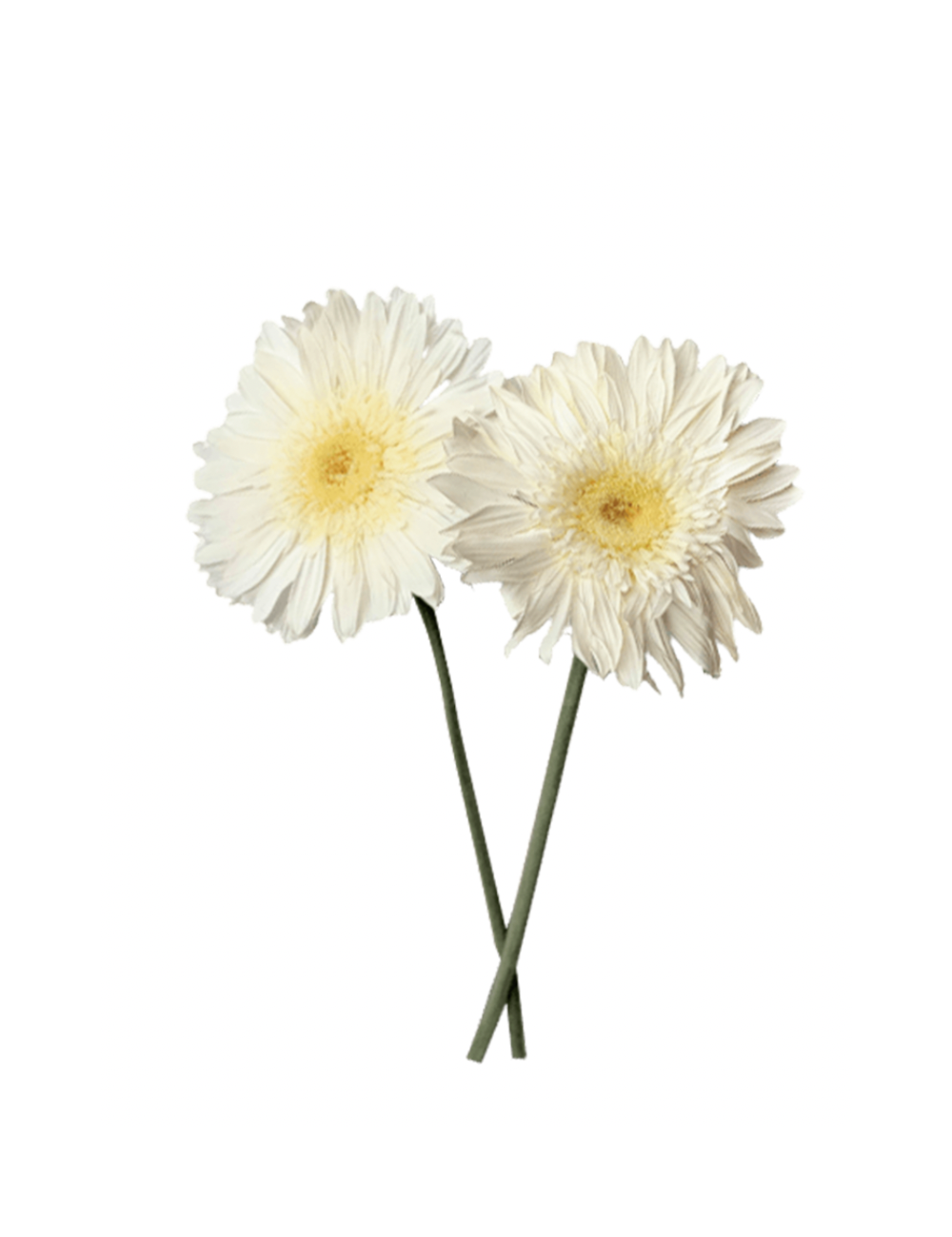 Gerbera Stabilisé blanche