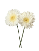 Gerbera Stabilisé blanche