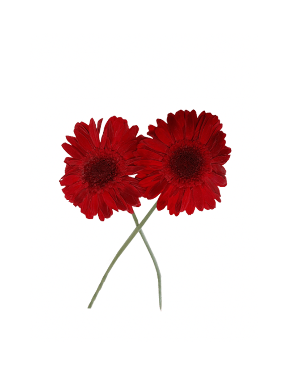 Gerbera Stabilisé rouge