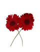 Gerbera Stabilisé rouge