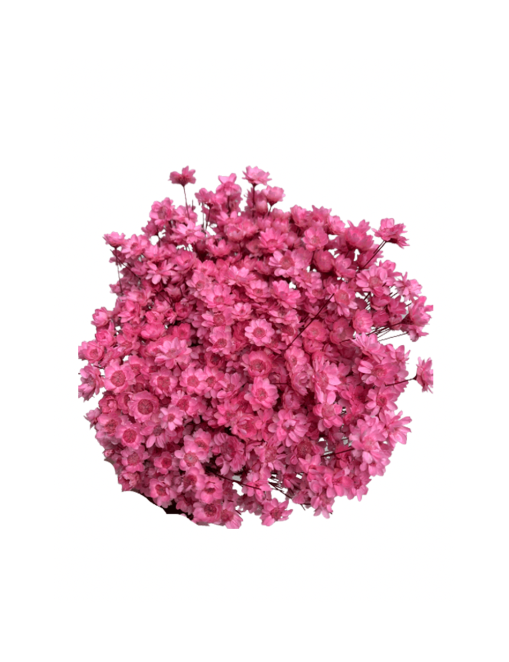 Glixia Stabilisé rose