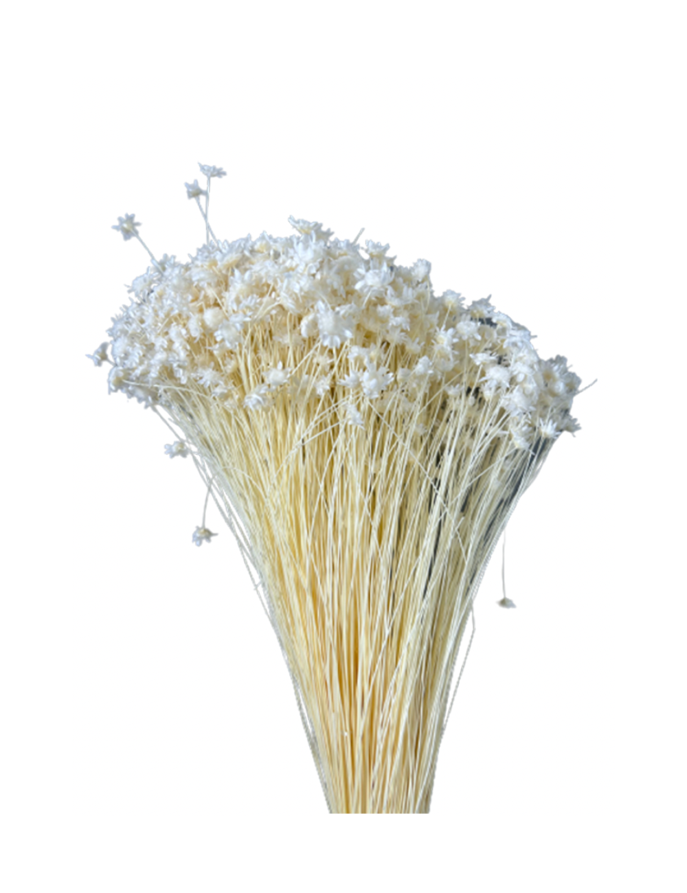 Glixia Stabilisé blanc
