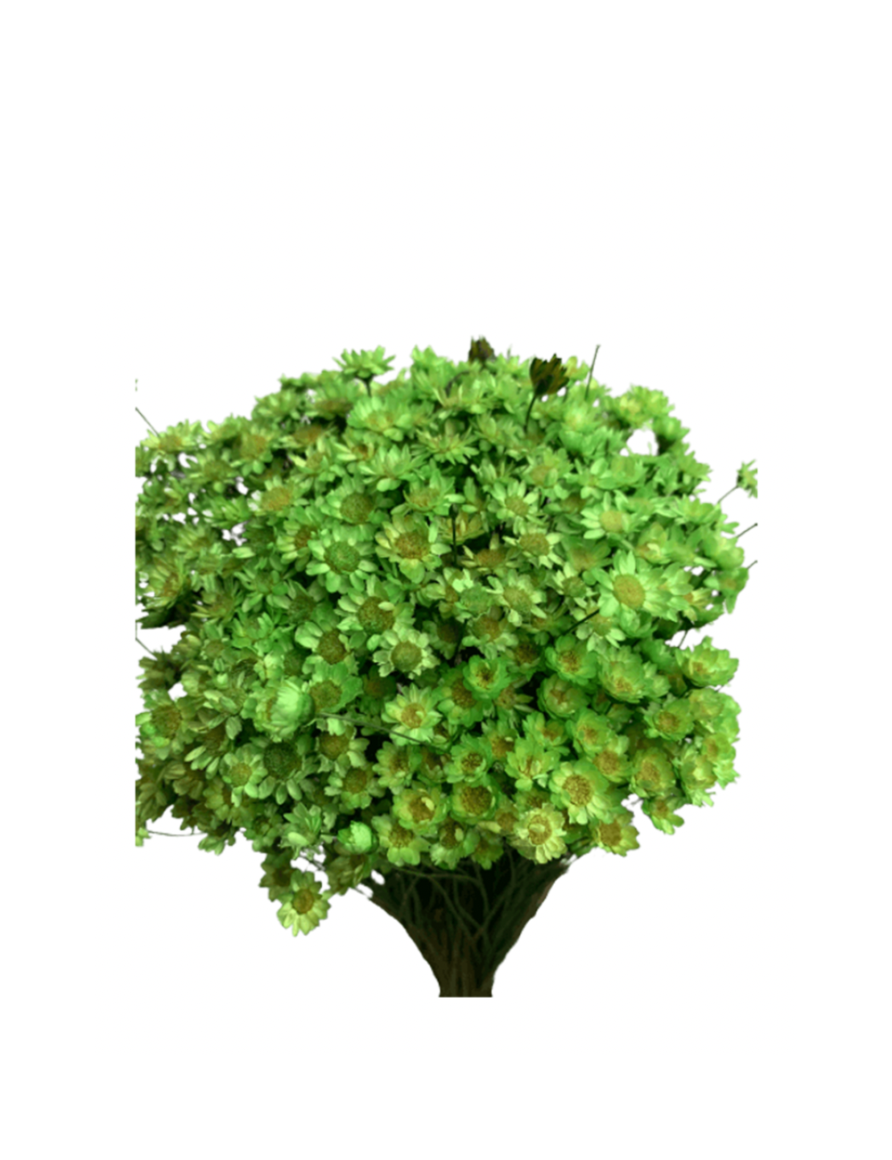 Glixia Stabilisé vert