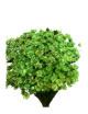 Glixia Stabilisé vert