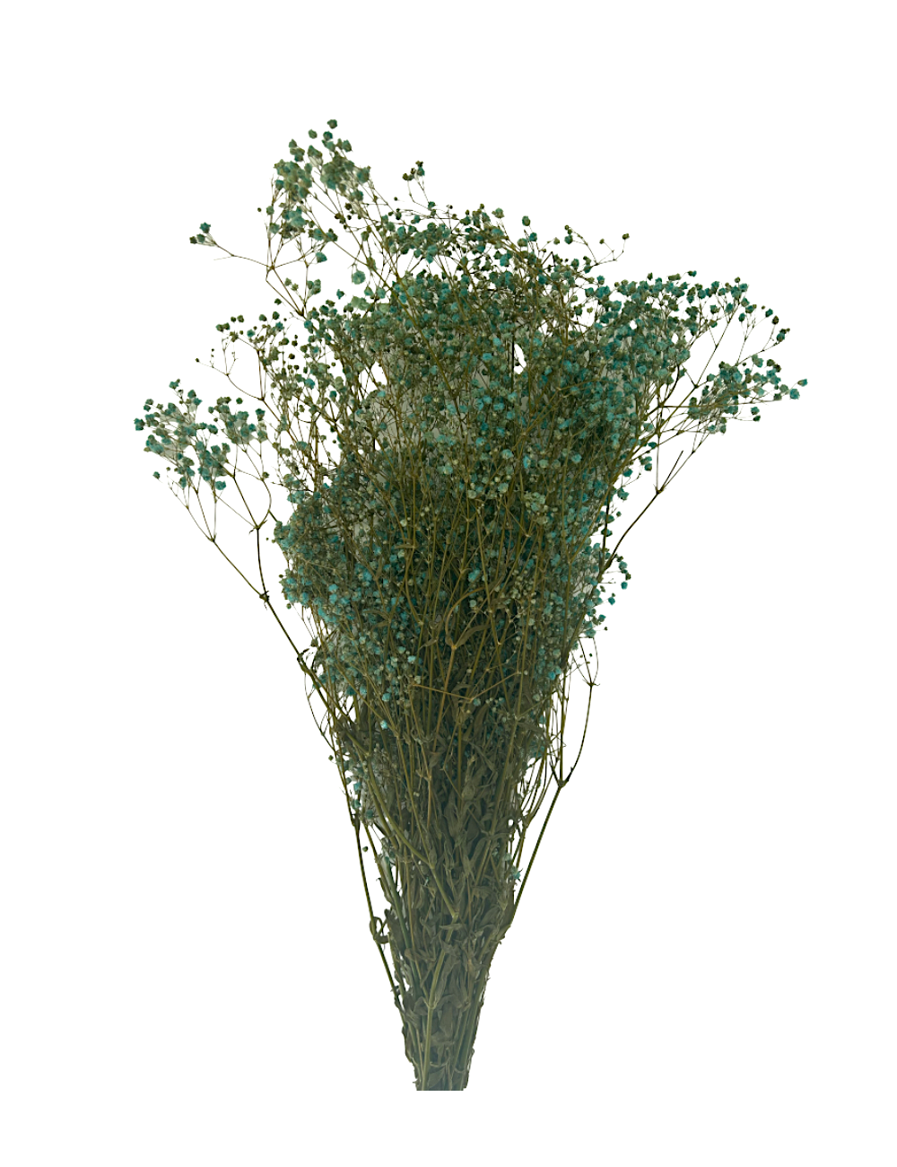 Gypsophile stabilisé bleu