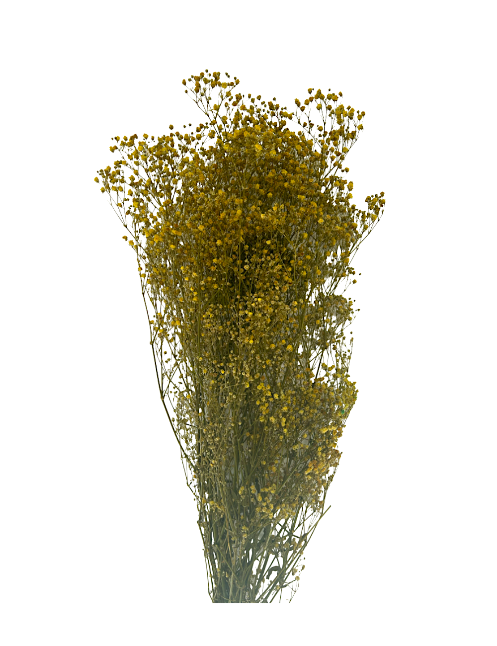 Gypsophile stabilisé jaune