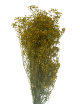 Gypsophile stabilisé jaune