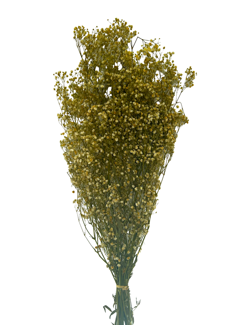 Gypsophile stabilisé jaune