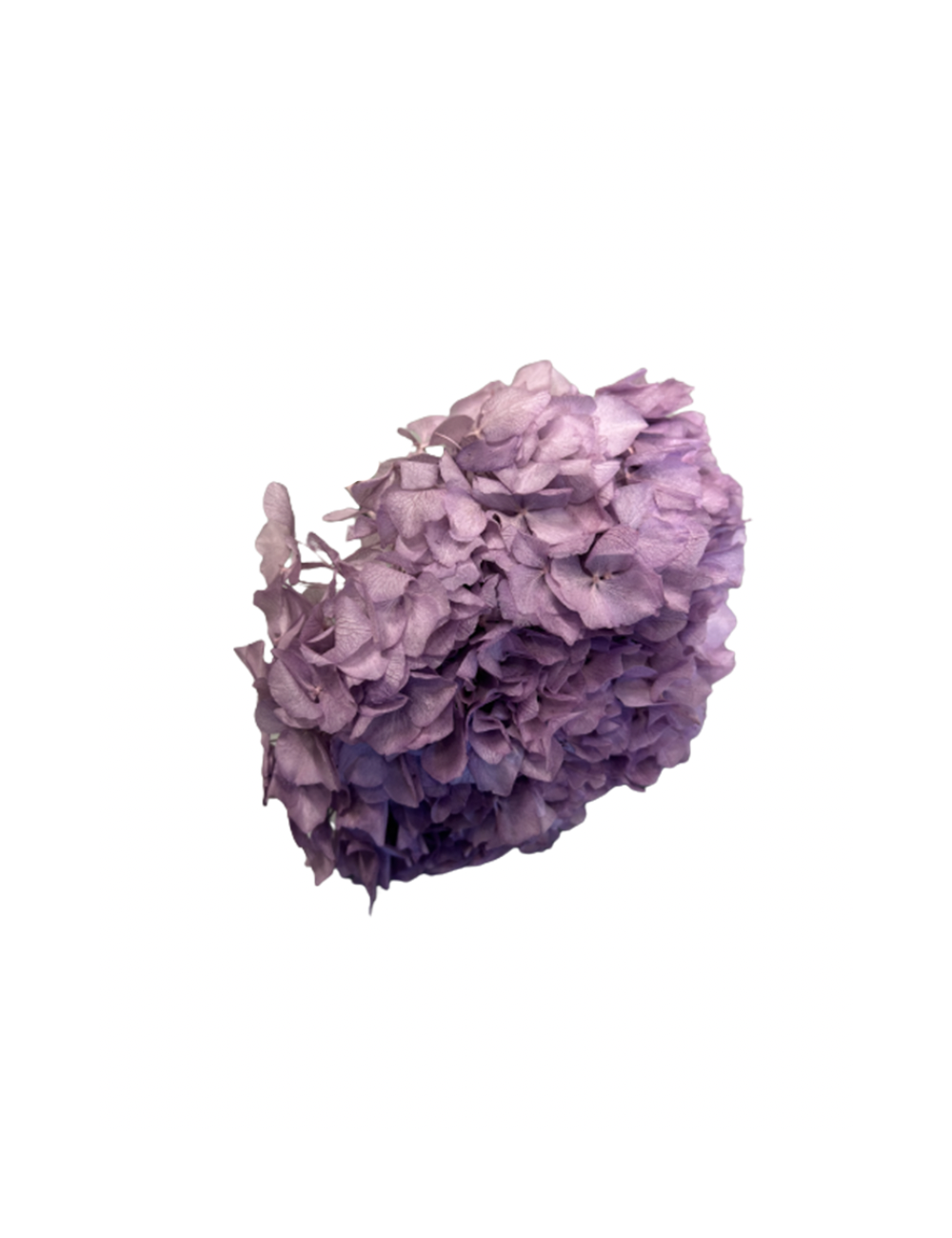 Hortensia Stabilisé violet