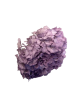 Hortensia Stabilisé violet