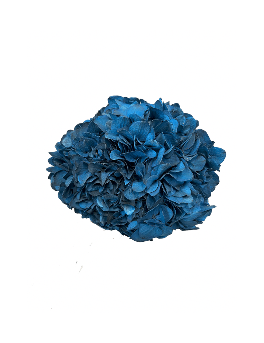 Hortensia Stabilisé bleu
