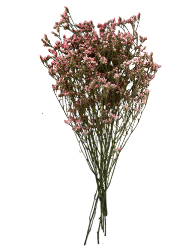Limonium Stabilisé rose
