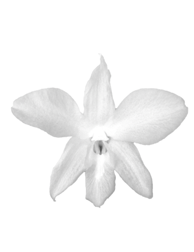 Orchidée Stabilisée blanche