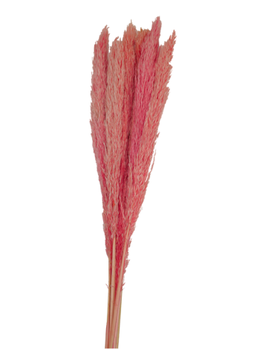 Plumero Silvestre Stabilisé rose
