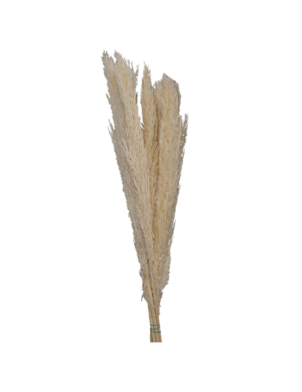 Plumero Silvestre Stabilisé blanc