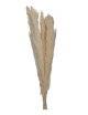 Plumero Silvestre Stabilisé blanc