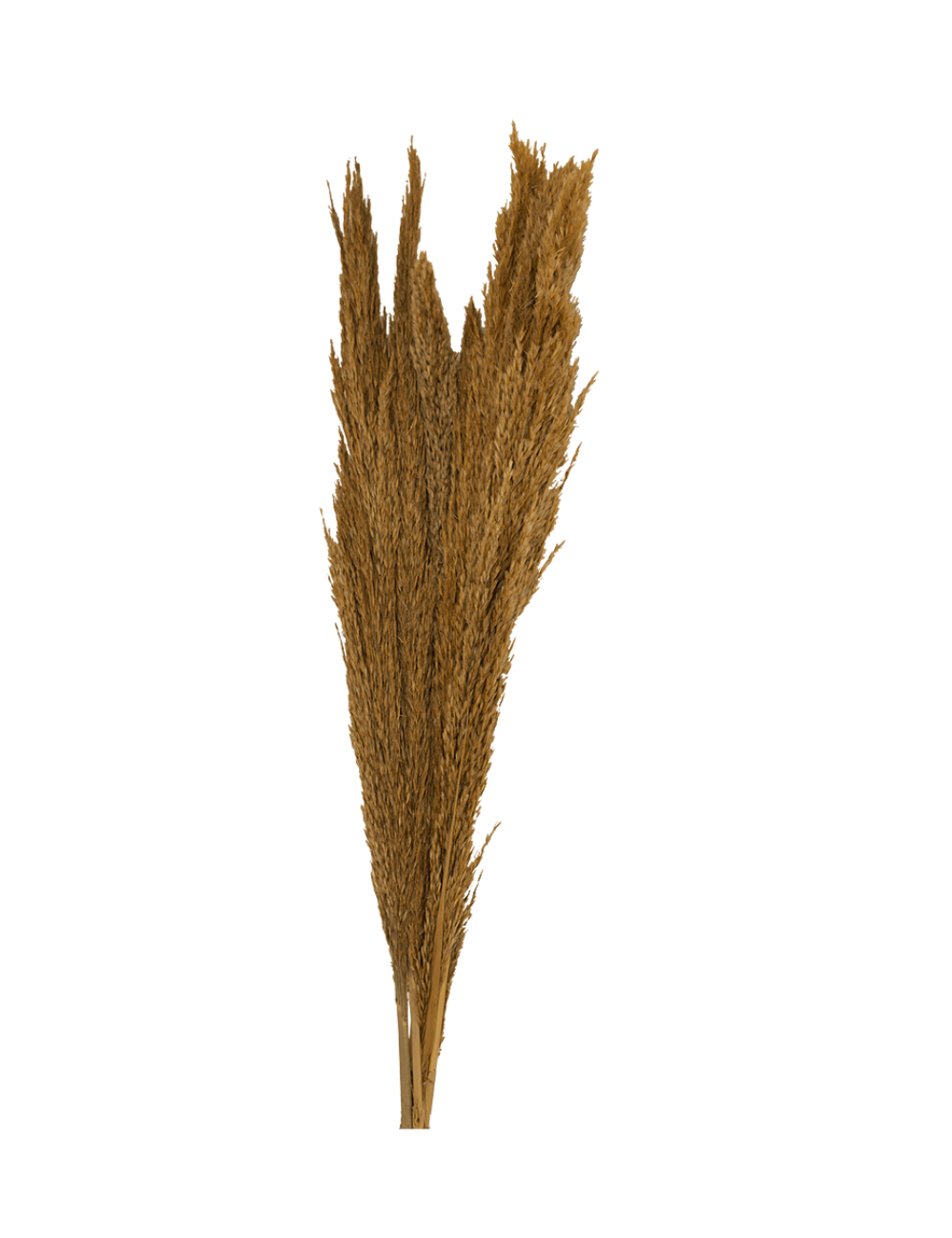 Plumero Silvestre Stabilisé marron