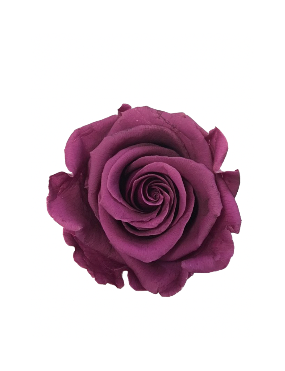 Rose Stabilisée mauve