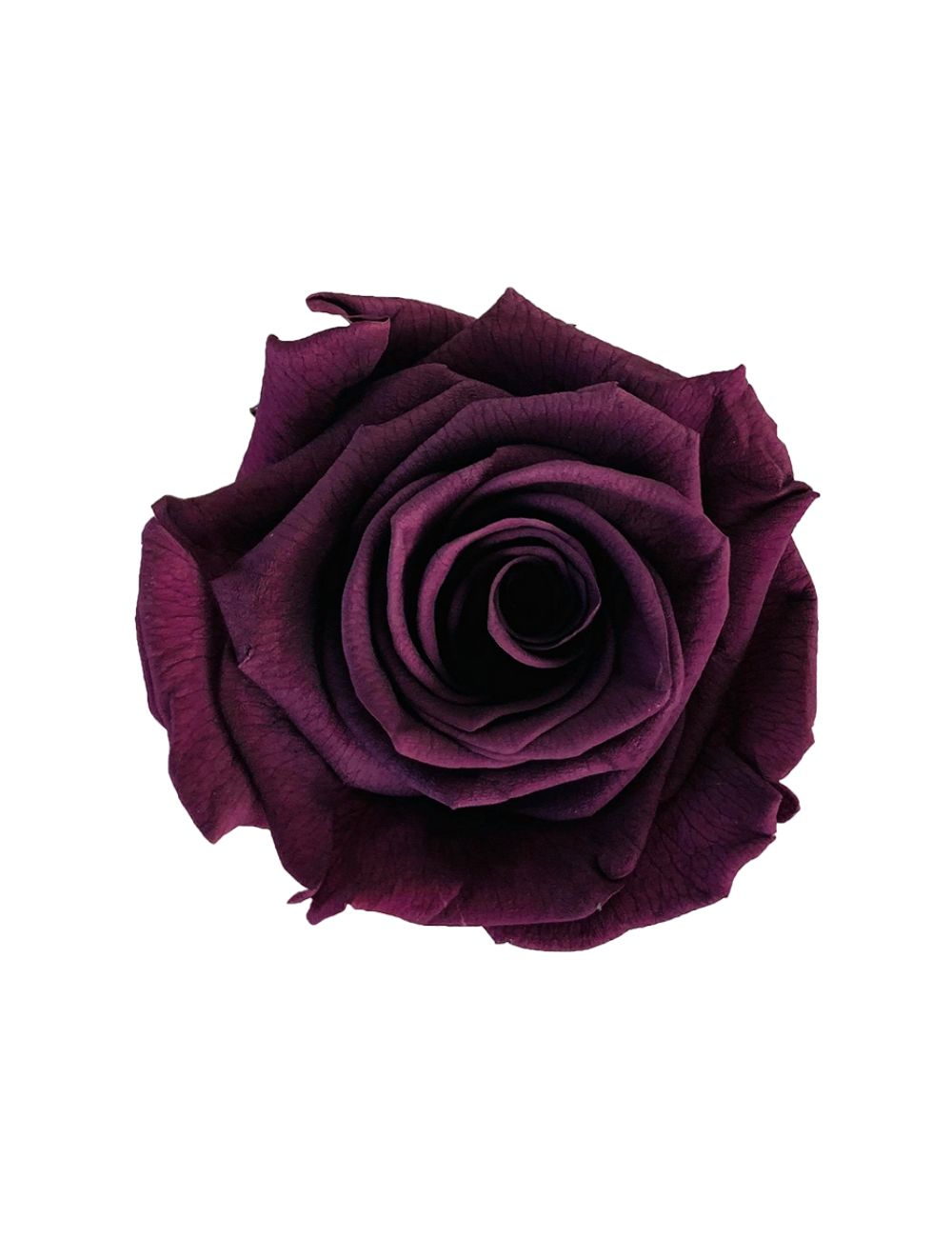 Rose Stabilisée mauve