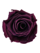 Rose Stabilisée mauve