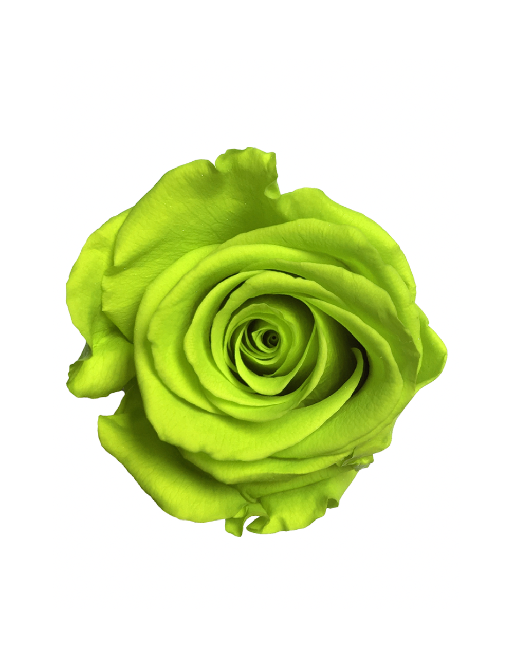 Rose Stabilisée verte