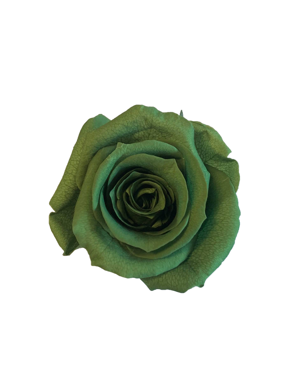 Rose Stabilisée verte