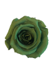 Rose Stabilisée verte