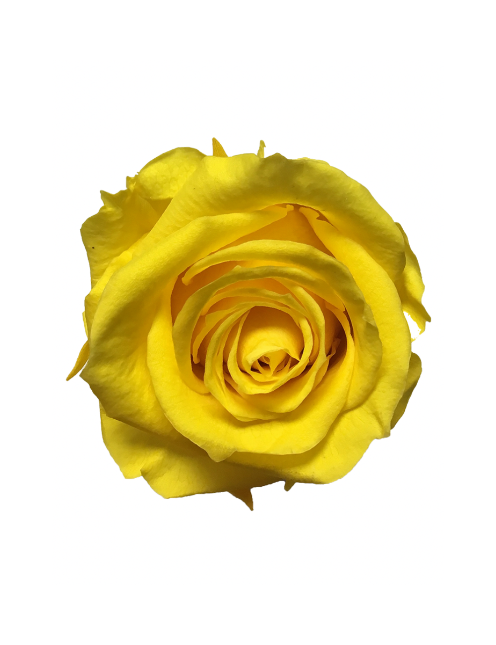 Rose Stabilisée jaune