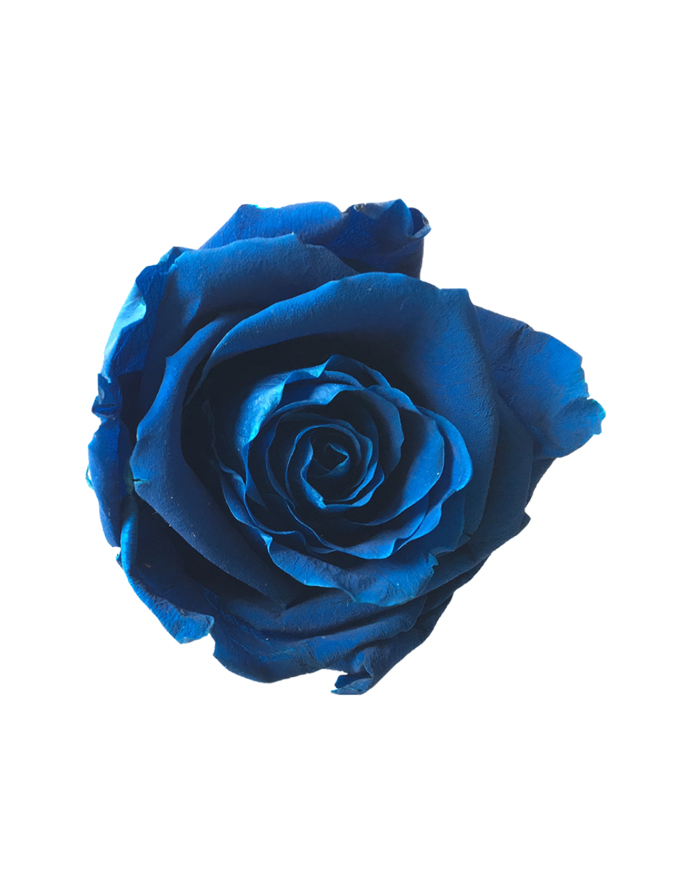 Rose Stabilisée bleu