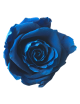 Rose Stabilisée bleu