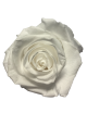 Rose Stabilisée blanche