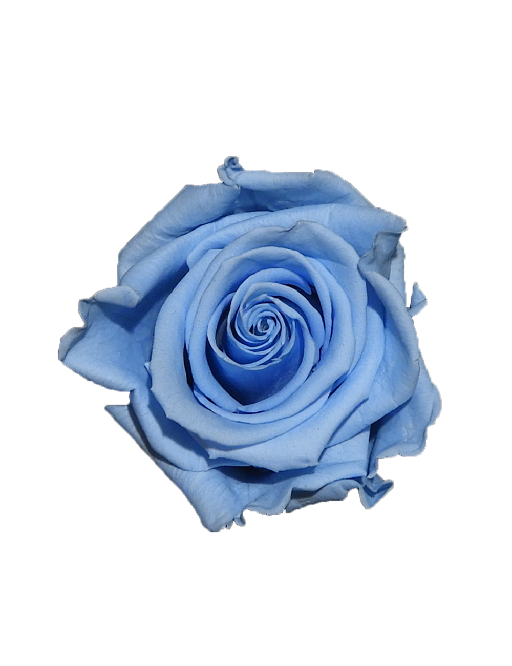 Rose Stabilisée bleu