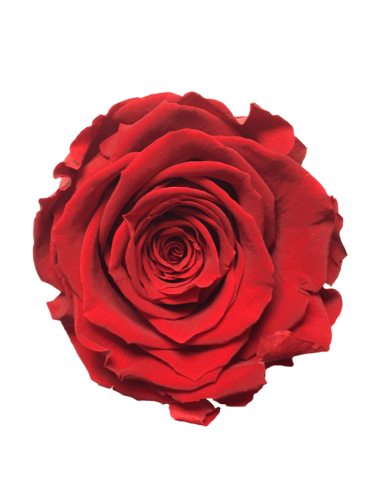Rose Stabilisée orange