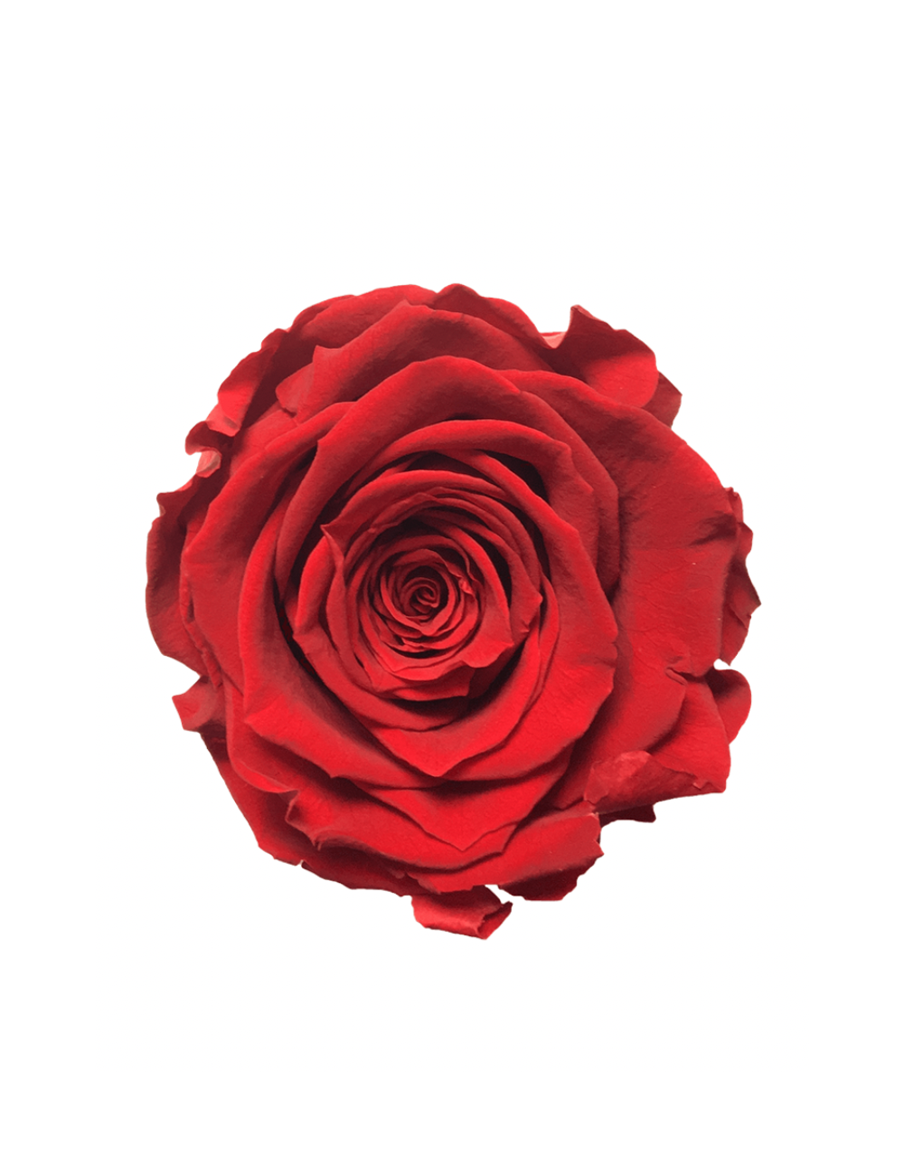 Rose Stabilisée rouge