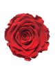 Rose Stabilisée rouge