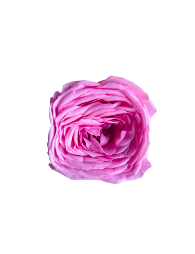 Rose Kate Stabilisée rose