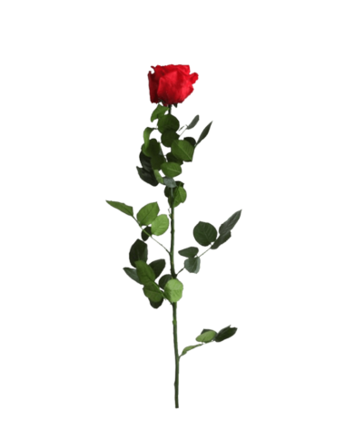Rose Sur Tige Stabilisée rouge