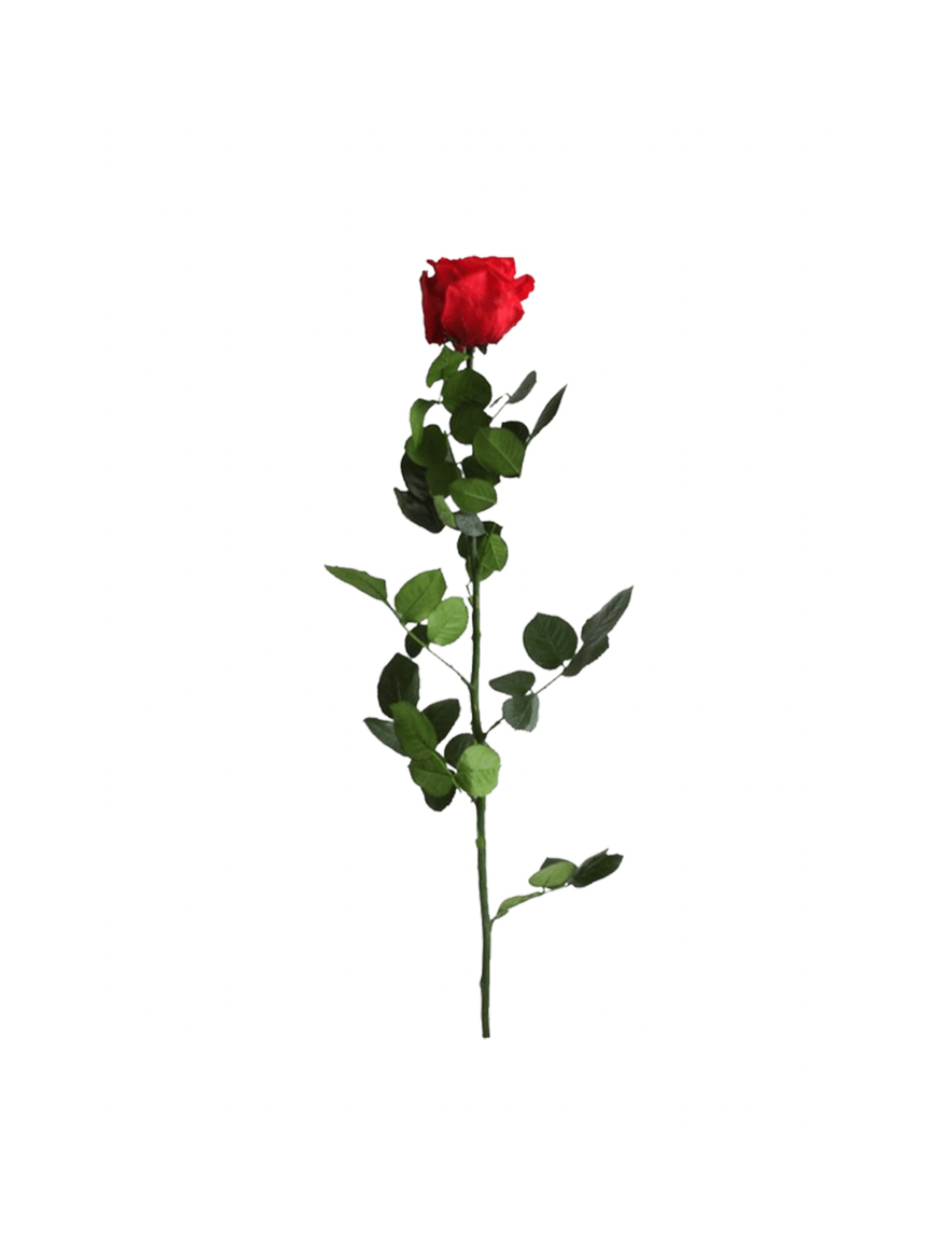 Rose Sur Tige Stabilisée rouge