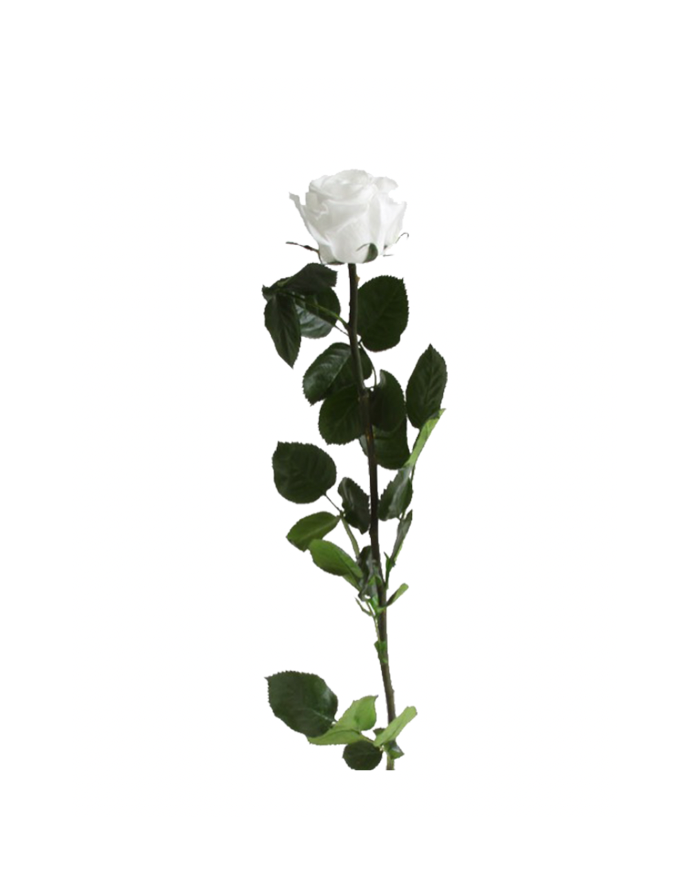 Rose Sur Tige Stabilisée blanche