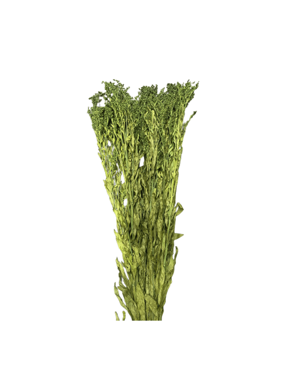 Solidago Stabilisé vert