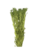 Solidago Stabilisé vert